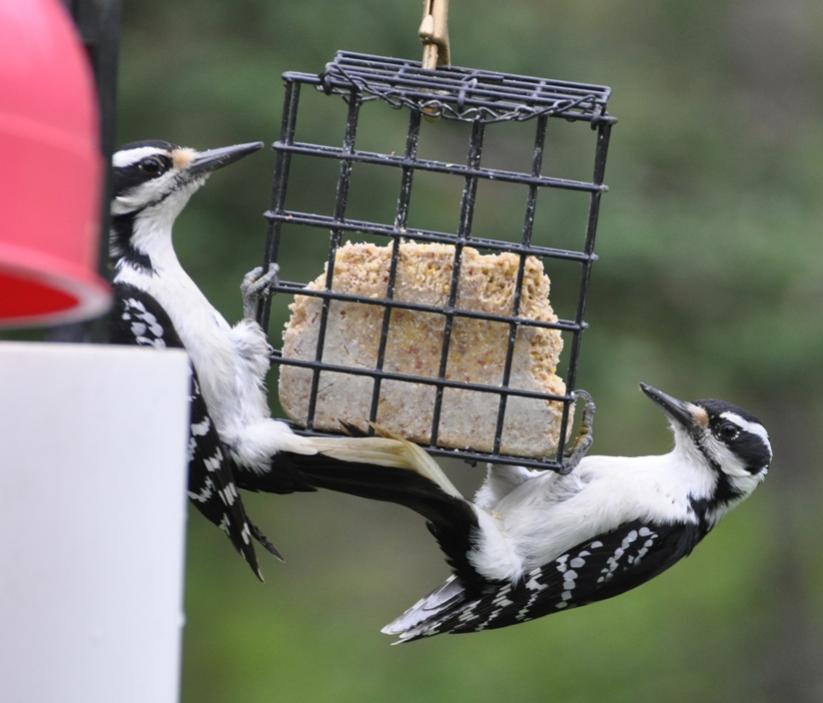 Name:  Hairy woodpecker tandem 5-12-10 A.jpg
Views: 125
Size:  56.2 KB