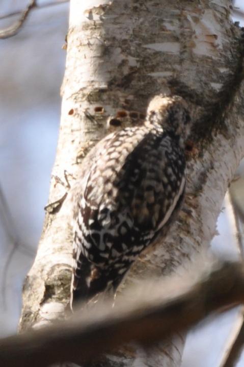 Name:  Yellow-bellied sapsucker 4-18-10 D.jpg
Views: 181
Size:  40.5 KB