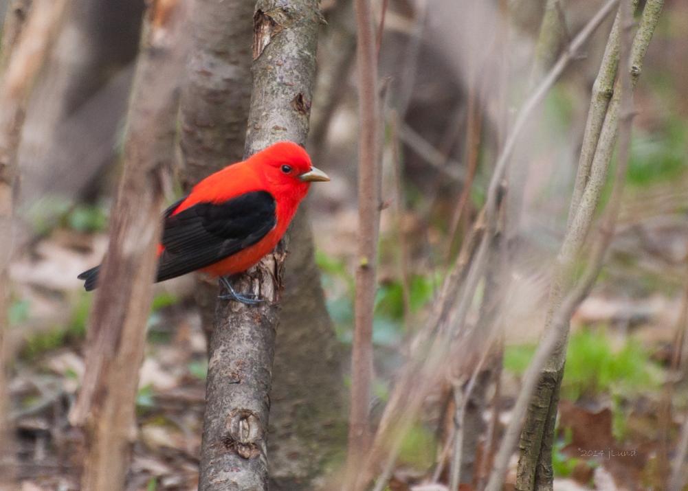 Name:  Scarlet tanager, male 5-8-14 K.jpg
Views: 4108
Size:  74.2 KB