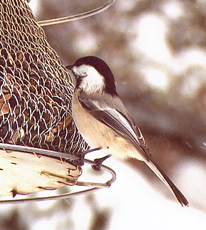 Name:  Chickadee 3-2-07.jpg
Views: 322
Size:  99.7 KB