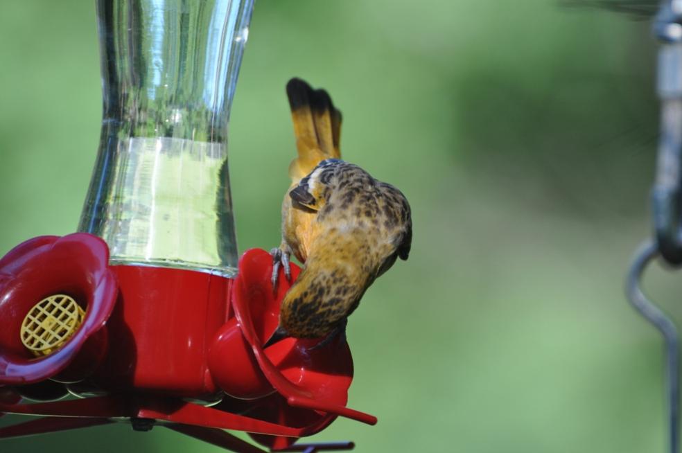 Name:  Baltimore oriole female at the nectar 6-29-10 F.jpg
Views: 483
Size:  48.2 KB