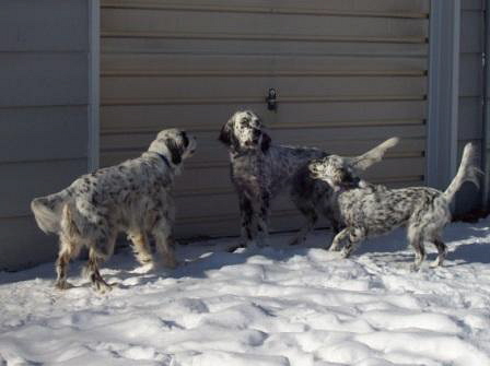 Name:  Belle and Grace trap Cole in front of the kennels 1-5-09.jpg
Views: 154
Size:  54.9 KB