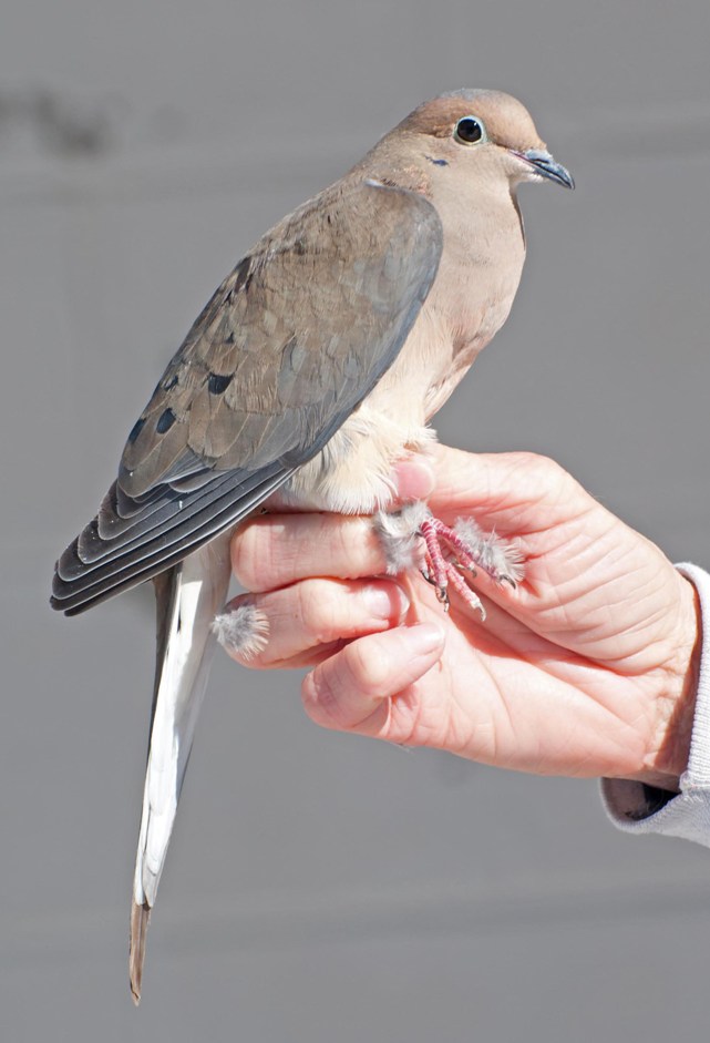Name:  Mourning dove 3-30-11 B.jpg
Views: 268
Size:  86.3 KB