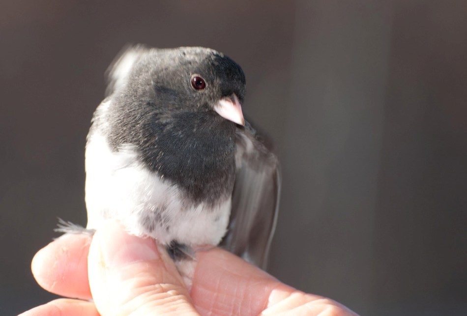 Name:  Junco, about to be released 3-30-11 A.jpg
Views: 265
Size:  75.7 KB
