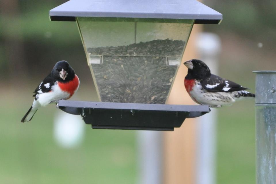 Name:  Rose-breasted grosbeaks 5-6-10.jpg
Views: 190
Size:  45.1 KB