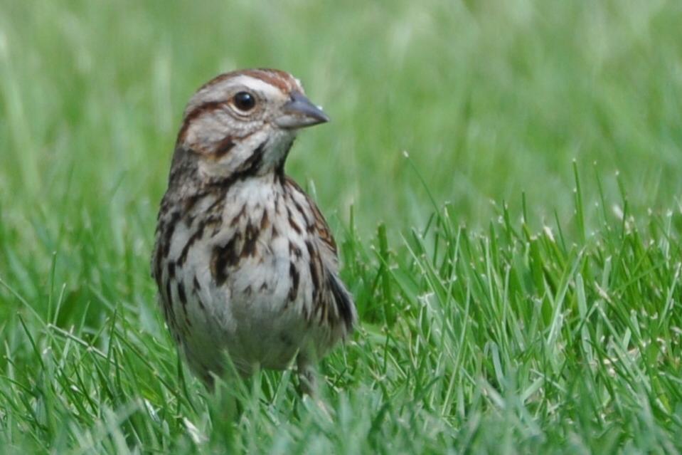 Name:  Song sparrow 5-9-10 B.jpg
Views: 149
Size:  68.4 KB