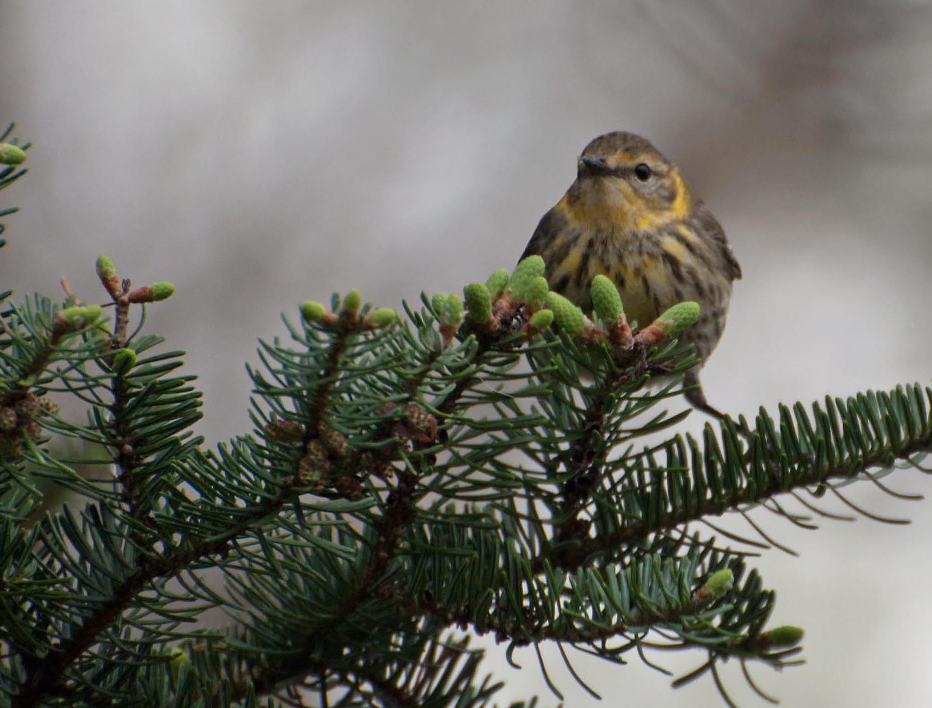 Name:  Cape May warbler 5-14-11 B.jpg
Views: 572
Size:  82.9 KB