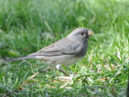 Name:  Junco 10-18-09 D1.JPG
Views: 510
Size:  93.7 KB