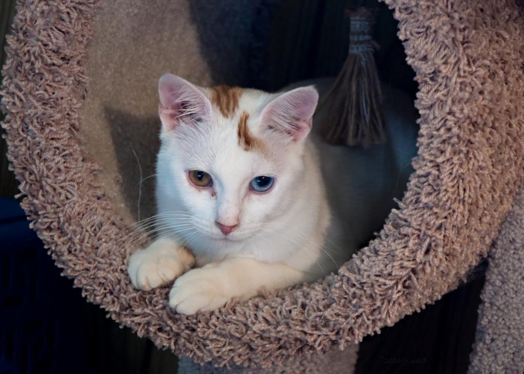 Name:  JD in his new cat tree 8-10-16 A.jpg
Views: 343
Size:  95.0 KB