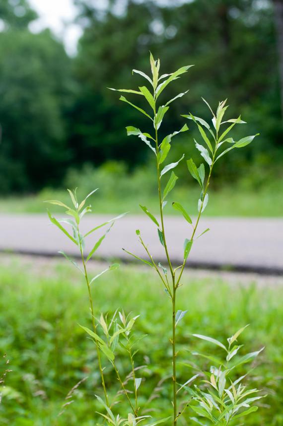 Name:  Sawfly plant.jpg
Views: 2071
Size:  57.0 KB