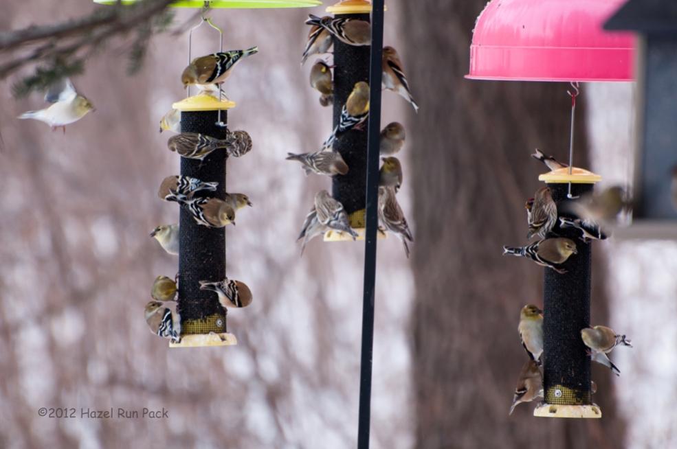 Name:  Busy feeders 1-15-12 A.jpg
Views: 706
Size:  62.0 KB