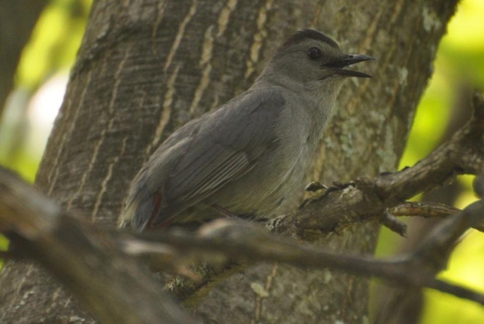 Name:  Gray catbird singing 6-3-10 B.jpg
Views: 59
Size:  57.3 KB