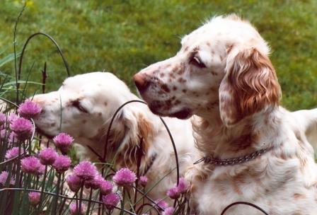 Name:  Ember and Macie on butterfly patrol 6-16-08.jpg
Views: 483
Size:  28.9 KB