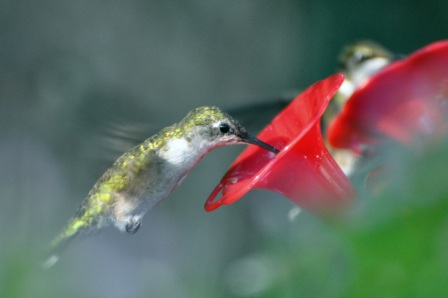 Name:  Hummingbird 8-24-09 D1.JPG
Views: 137
Size:  62.9 KB