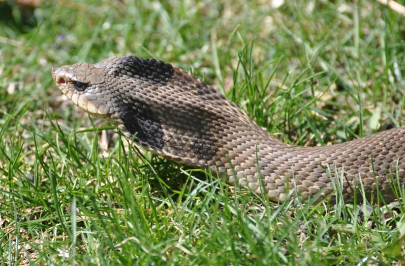 Name:  Eastern hognose playing cobra 4-18-10.jpg
Views: 5273
Size:  97.0 KB