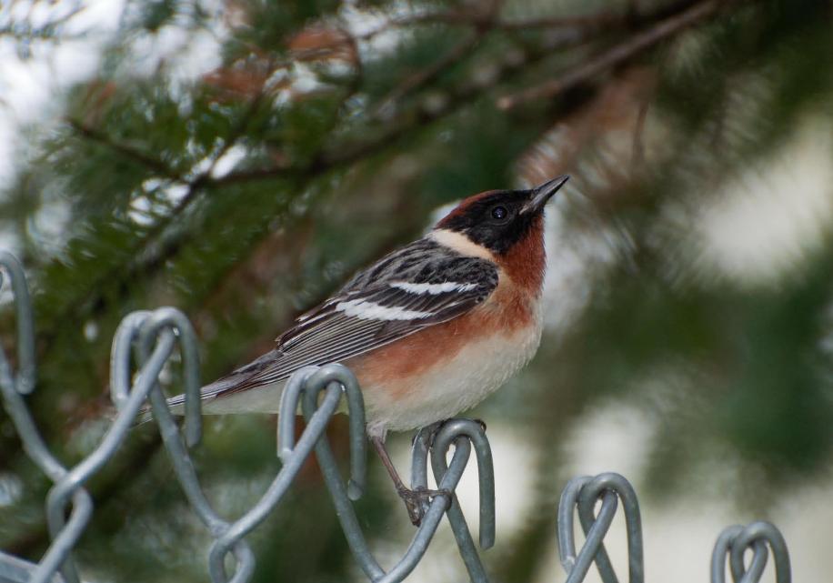 Name:  Bay-breasted warbler 5-21-11 A.jpg
Views: 170
Size:  67.4 KB