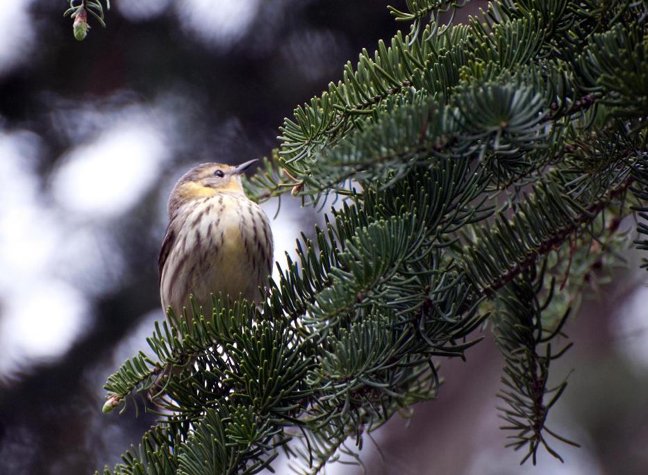 Name:  Cape May warbler 5-13-11 D.jpg
Views: 148
Size:  111.8 KB