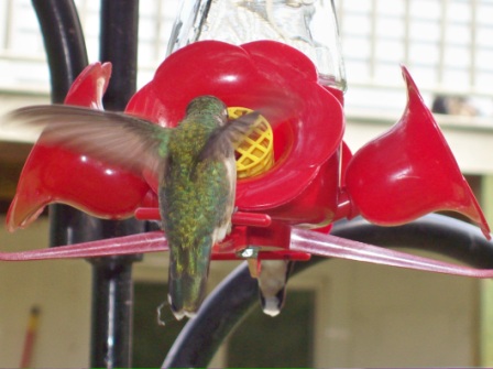 Name:  Hummers are back 5-22-09.JPG
Views: 117
Size:  59.3 KB