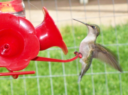 Name:  Hummingbird mama 5-22-09.JPG
Views: 114
Size:  62.2 KB