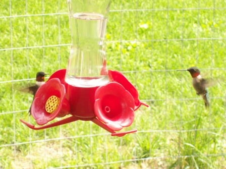 Name:  Daddy Hummingbirds 5-22-09.JPG
Views: 119
Size:  66.9 KB