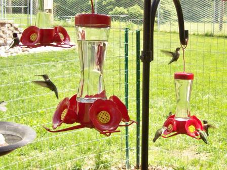 Name:  Hummers at the feeders 5-25-09 AN1.JPG
Views: 118
Size:  56.3 KB