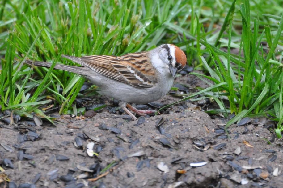 Name:  Chipping sparrow 5-13-10 D.jpg
Views: 90
Size:  102.1 KB