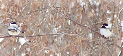 Name:  Winter chickadees 2-25-07.jpg
Views: 331
Size:  78.6 KB