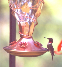 Name:  Hummingbird on copper feeder 6-2-06.jpg
Views: 318
Size:  48.9 KB