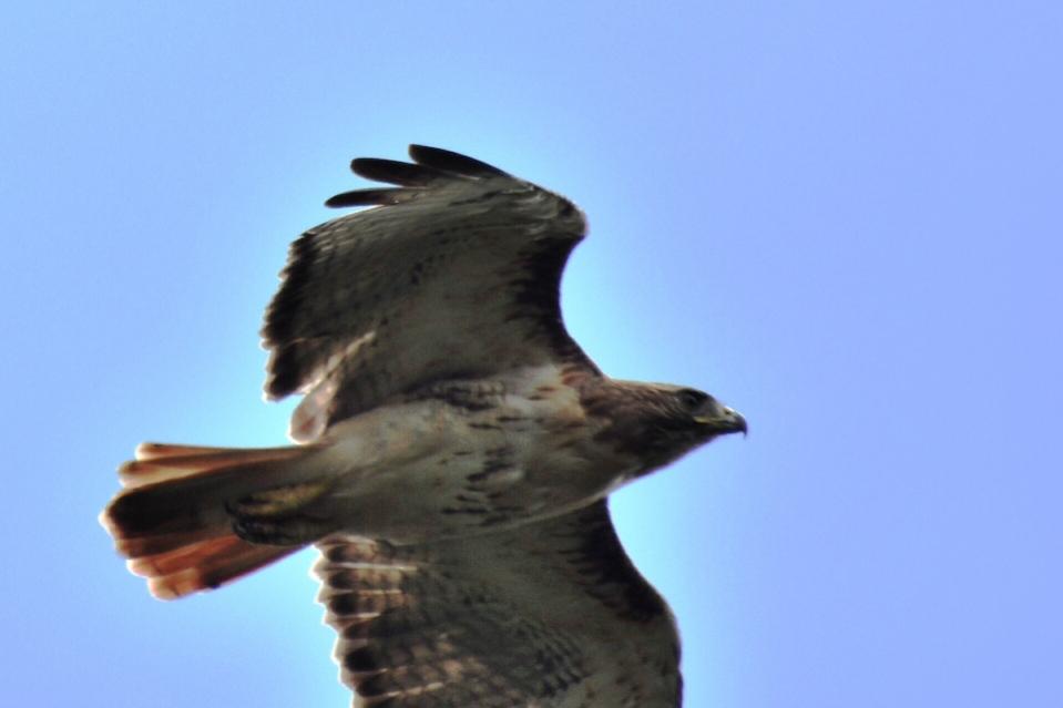 Name:  Red-tailed hawk 8-25-10.jpg
Views: 194
Size:  32.9 KB