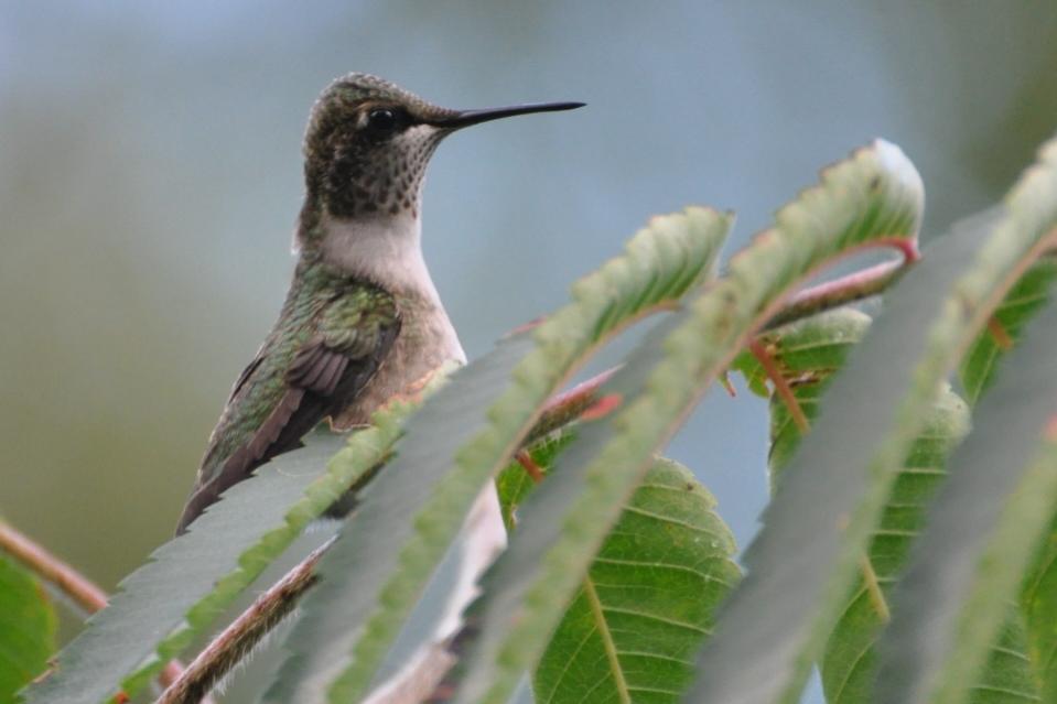 Name:  Ruby-throated hummingbird in the sumac 9-3-10 A.jpg
Views: 167
Size:  45.3 KB