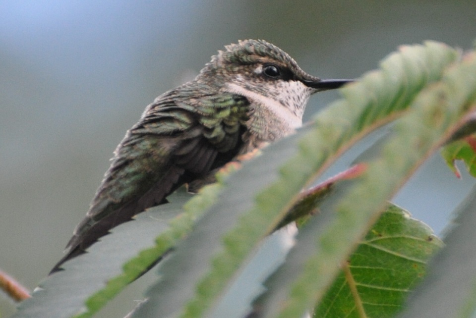 Name:  Ruby-throated hummingbird in the sumac 9-3-10 B.JPG
Views: 169
Size:  166.7 KB