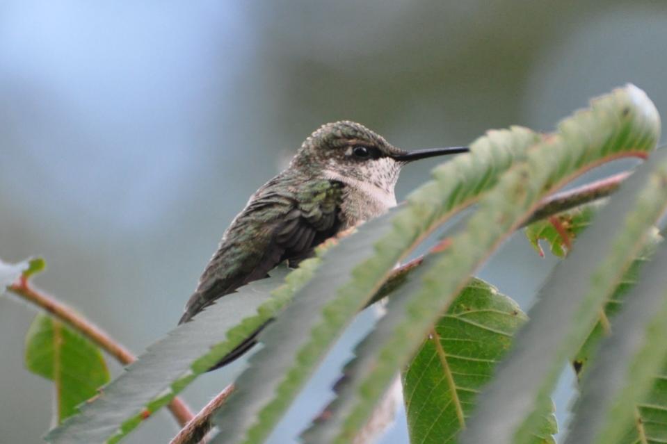 Name:  Ruby-throated hummingbird in the sumac 9-3-10 C.jpg
Views: 166
Size:  43.8 KB
