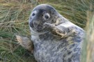 Name:  clapping seal.jpg
Views: 58
Size:  8.0 KB
