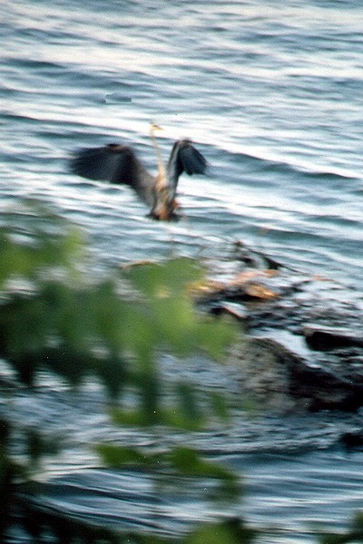 Name:  Heron Landing.jpg
Views: 169
Size:  82.6 KB