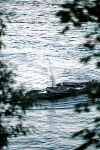 Name:  White Egret.jpg
Views: 179
Size:  93.5 KB