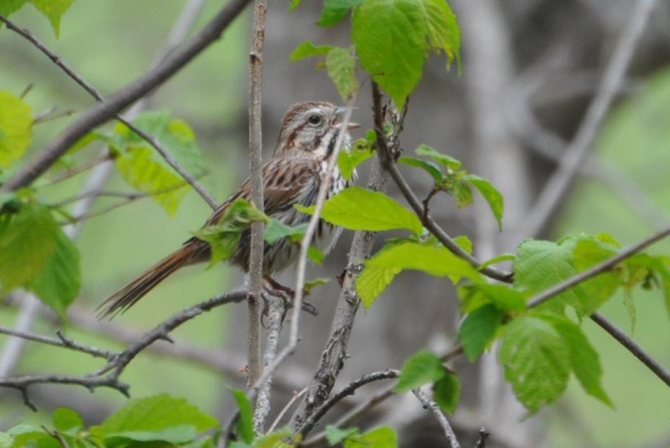 Name:  Song sparrow 5-10-10 B.jpg
Views: 152
Size:  60.1 KB