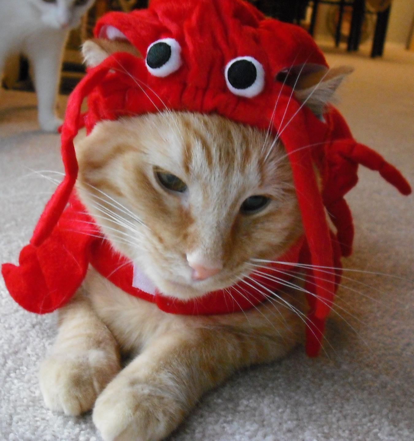 Name:  spencer lobster oct 2010.jpg
Views: 190
Size:  186.7 KB