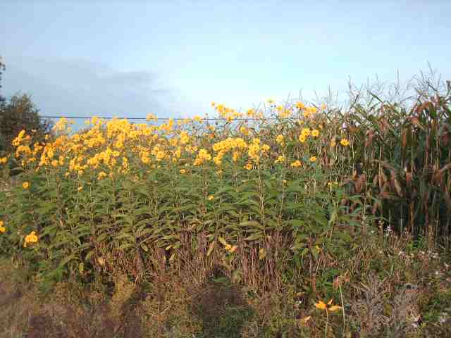 Name:  sunflowers 002.jpg
Views: 151
Size:  42.2 KB