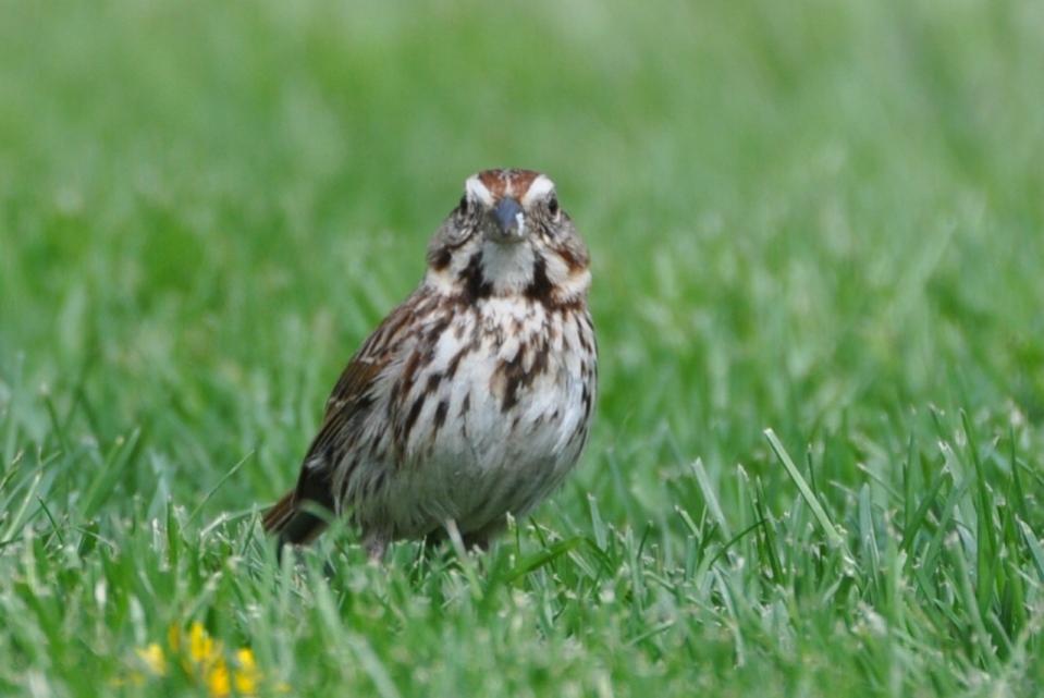 Name:  Song sparrow 5-9-10 D.jpg
Views: 162
Size:  60.8 KB