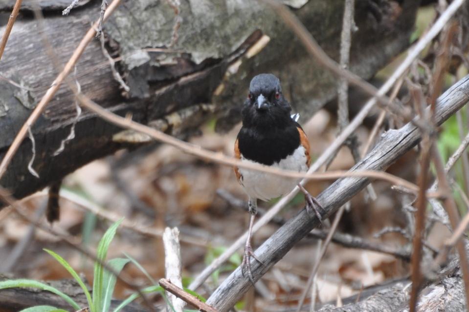 Name:  Rufous-sided (spotted) towhee 5-10-10 B1.jpg
Views: 204
Size:  76.4 KB