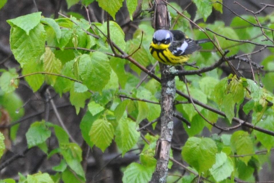 Name:  Magnolia warbler 5-11-10 A.jpg
Views: 190
Size:  85.0 KB