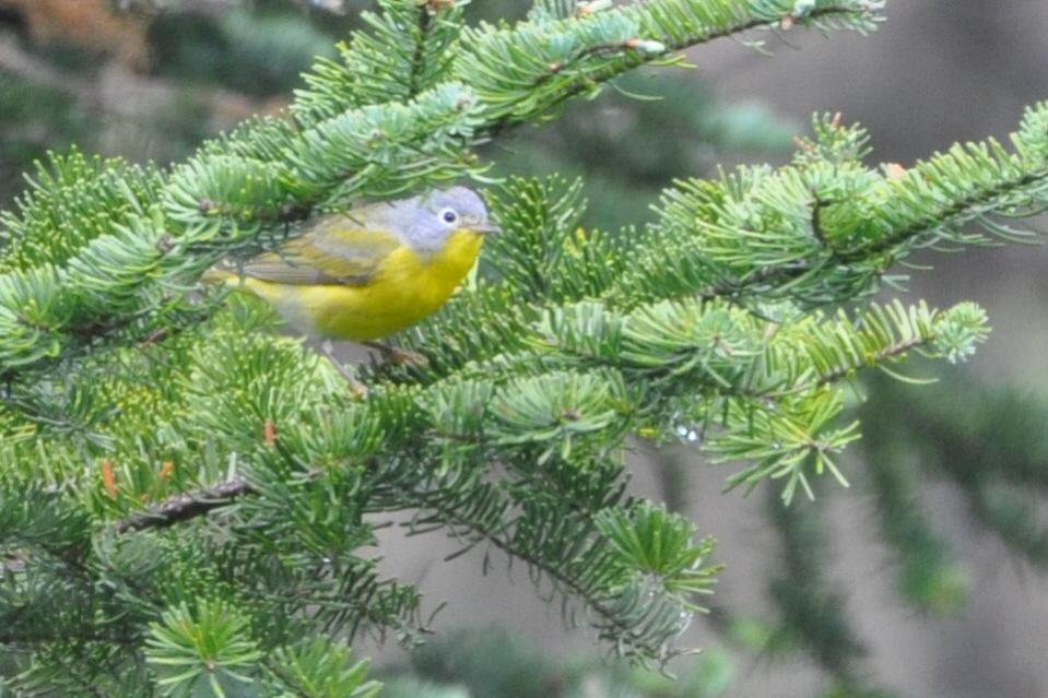 Name:  Nashville warbler 5-11-10 A.jpg
Views: 196
Size:  95.3 KB