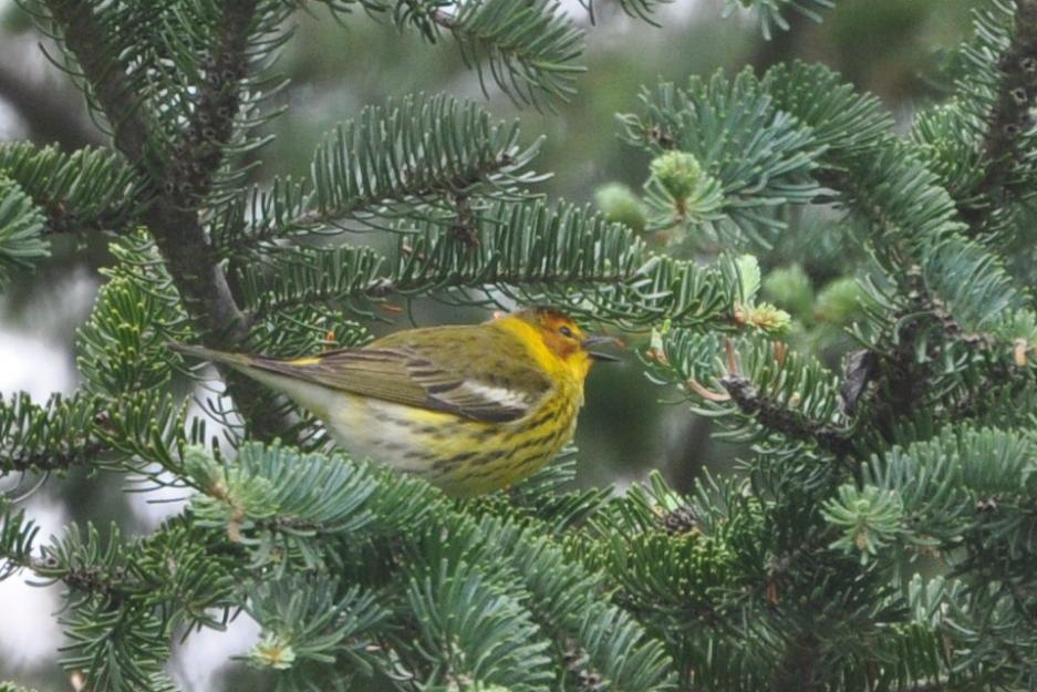 Name:  Cape May warbler male 5-12-10 E.jpg
Views: 157
Size:  101.0 KB