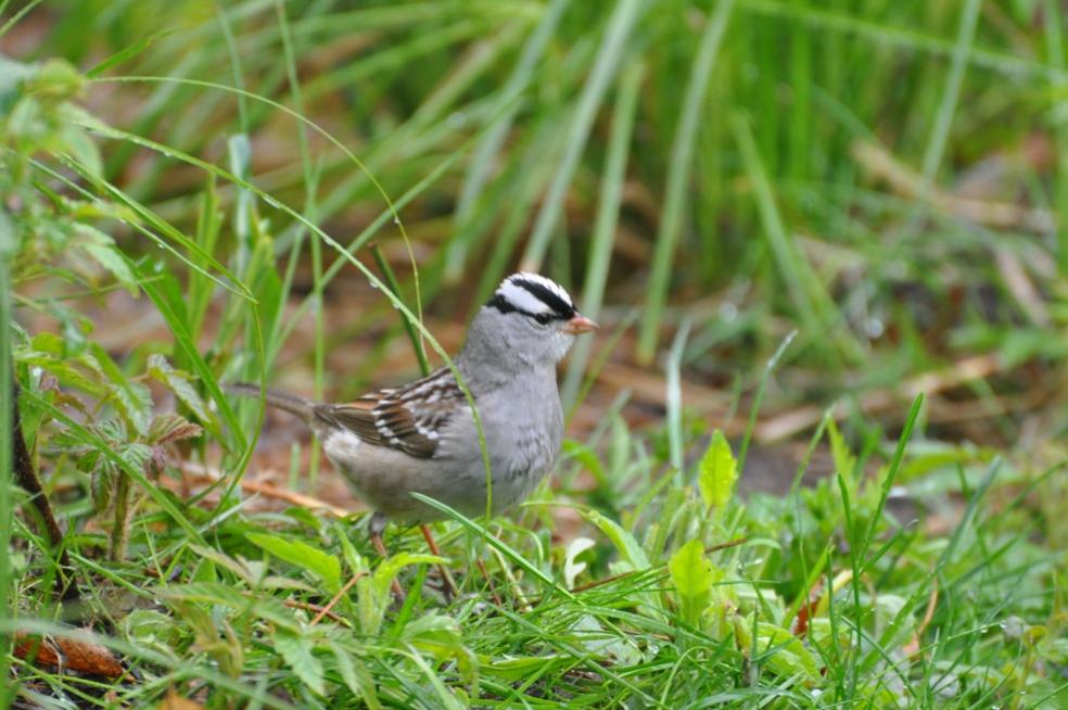 Name:  White-crowned sparrow 5-13-10 C.jpg
Views: 81
Size:  92.3 KB