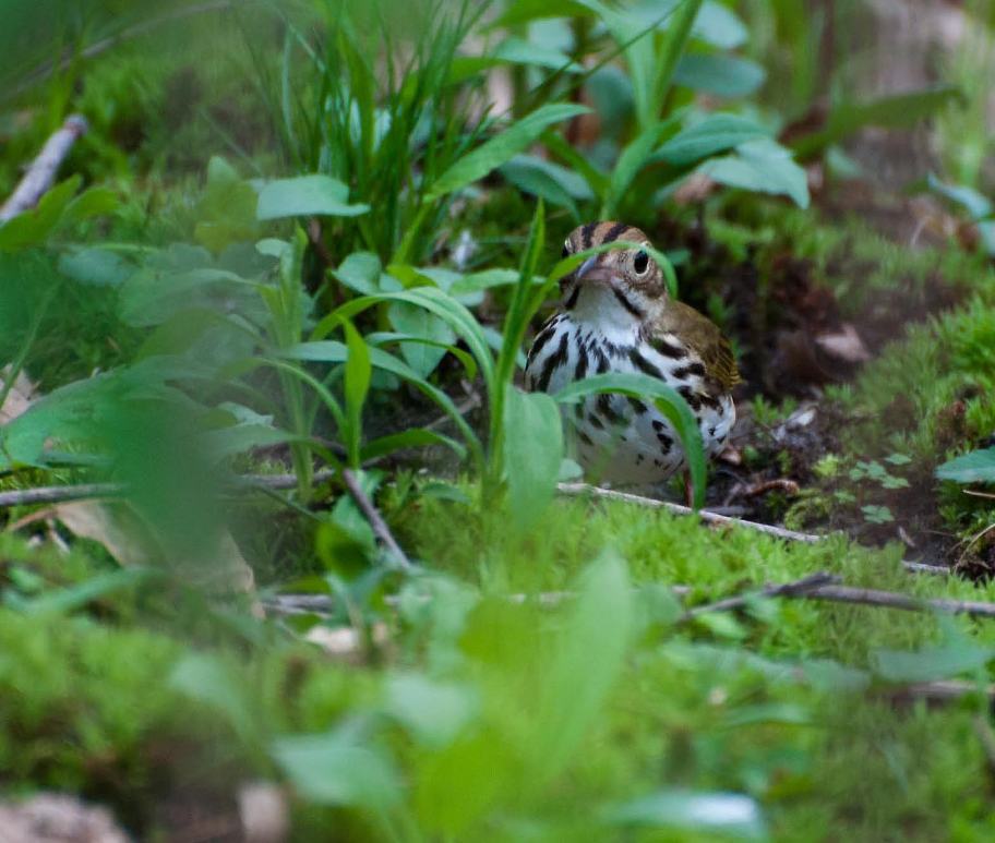 Name:  Ovenbird 5-20-11 C.jpg
Views: 135
Size:  90.5 KB