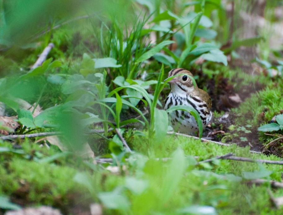 Name:  Ovenbird 5-20-11 B.jpg
Views: 127
Size:  92.6 KB