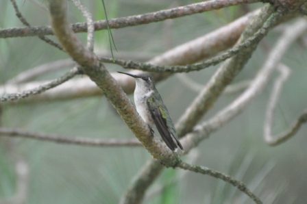 Name:  Hummer in the pine 8-8-09 A1.JPG
Views: 164
Size:  80.4 KB