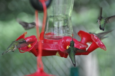 Name:  Hummers at the feeders 8-6-09 V.JPG
Views: 152
Size:  84.4 KB