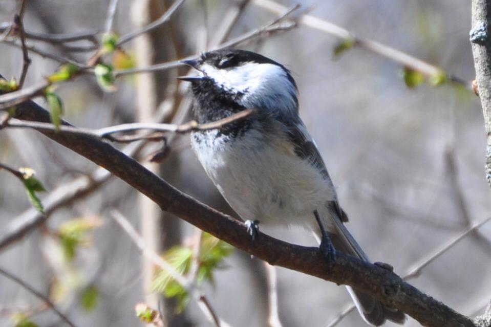 Name:  Black-capped chickadee singing with his eyes closed 4-16-10.jpg
Views: 127
Size:  58.3 KB