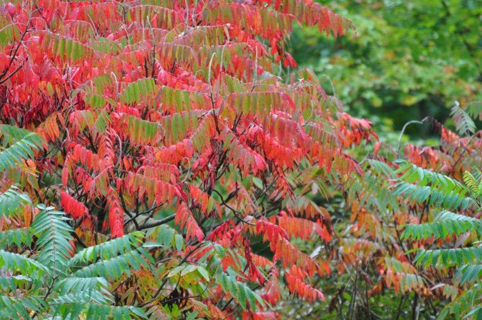 Name:  Fall sumac 9-15-10 C.jpg
Views: 162
Size:  133.6 KB